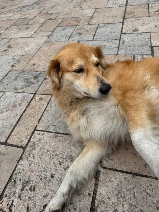 Wonderful dogs