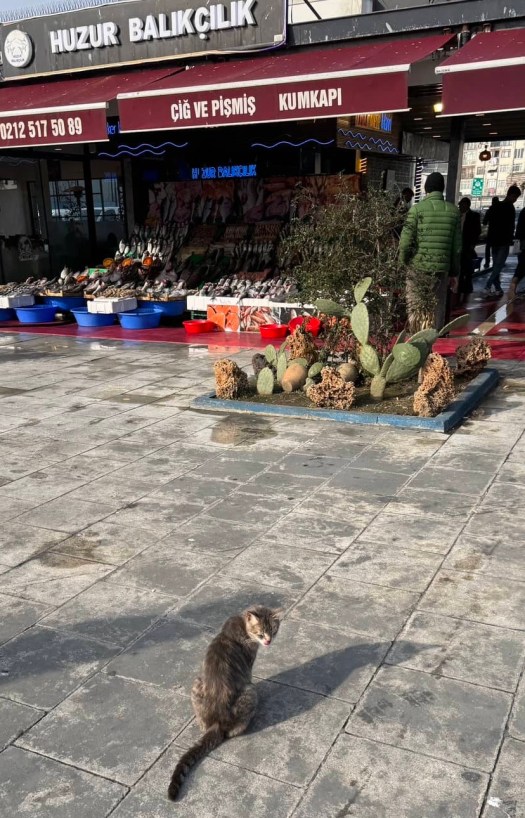 Cat heaven