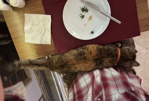 Insistent cat