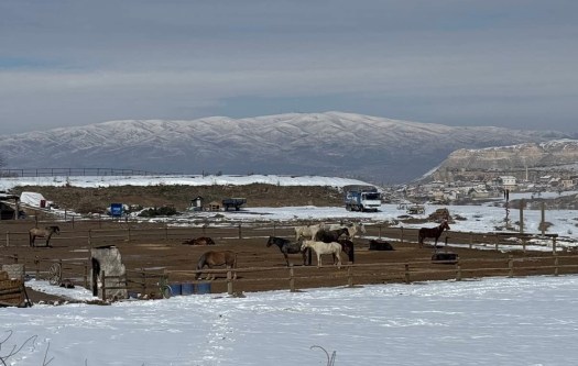 Horse stables