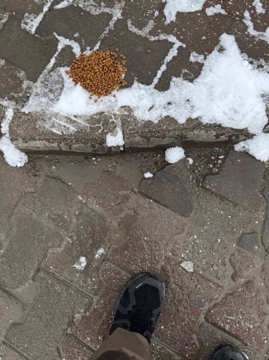 Dog food