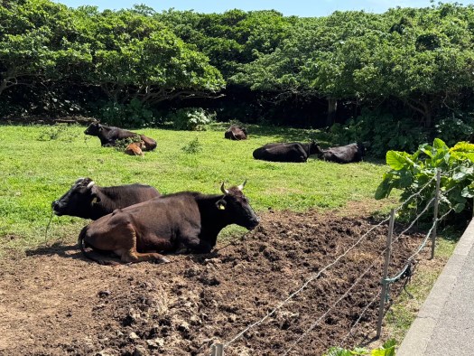 cows