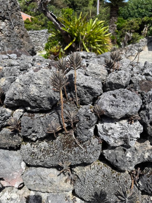 Coral wall plants