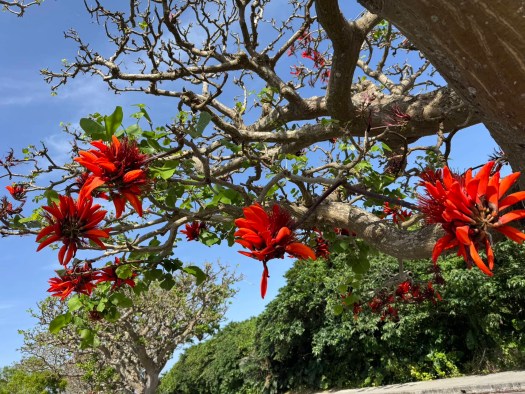 red blossoms