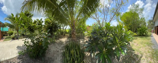 palms