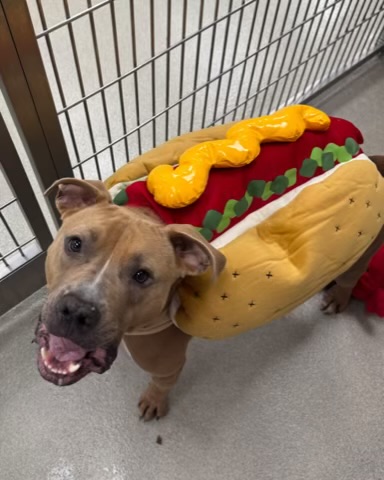 hot dog