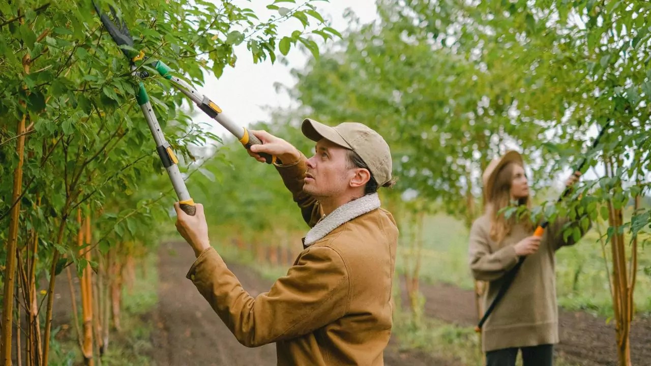 How to Make a Tree Grow New Branches