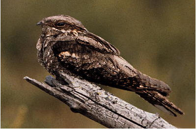 Lelek zwyczajny a gospodarka leśna