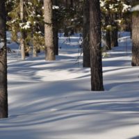 Szwedzko-finskie analizy rynku leśno-drzewnego