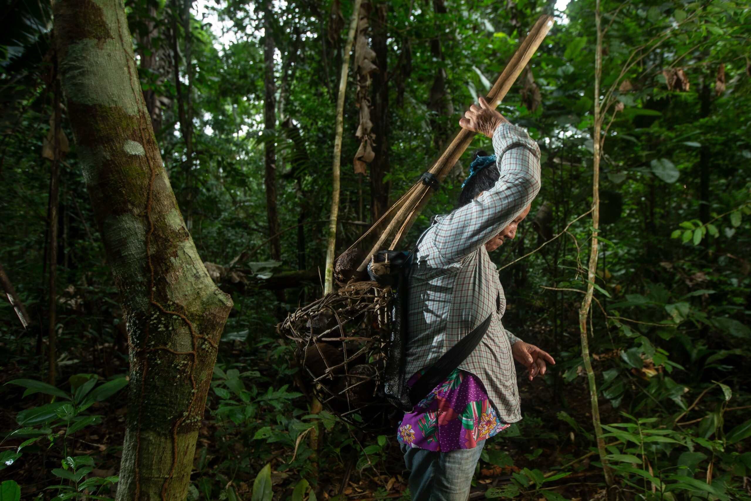 A person carrying tools and a basket of Brazil nuts walks through dense forest vegetation in the Peruvian Amazon, illustrating how forest resources sustain local livelihoods.
