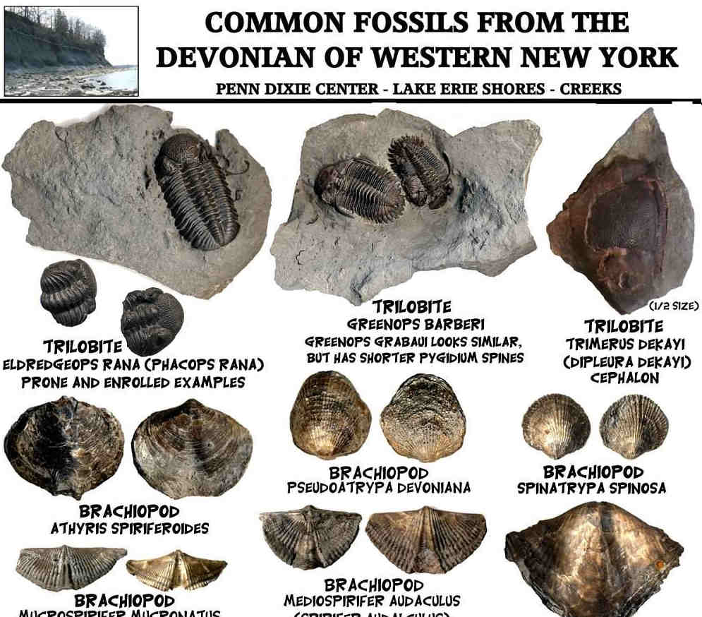 #1 printable science worksheets for 2nd grade students. Fossil Identification Sheets New York Maryland Virginia New Jersey North Carolina Printable Fossil Identification Guides
