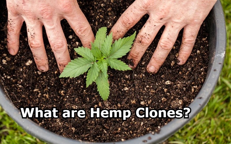 Hemp Clones