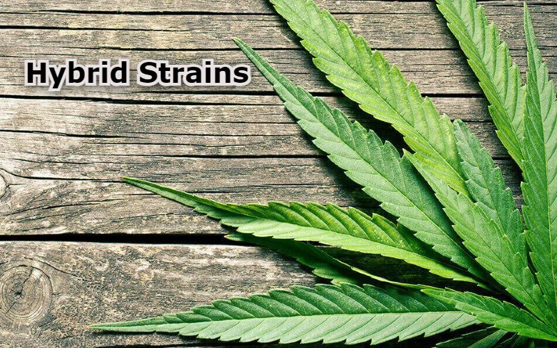 Hybrid Strains