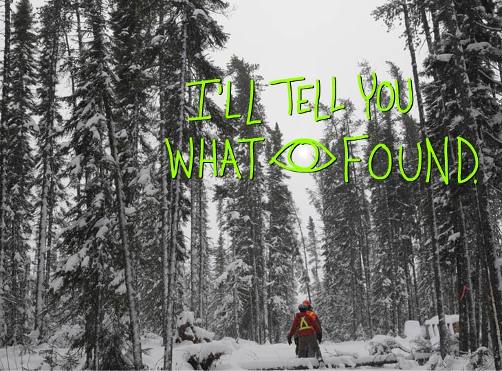 what will I see in an FSC forest