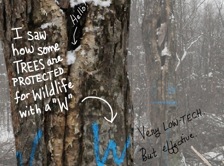 W marks tree to protect it was wildlife habitat W marks tree to protect it was wildlife habitat, photo illustration by Franke James