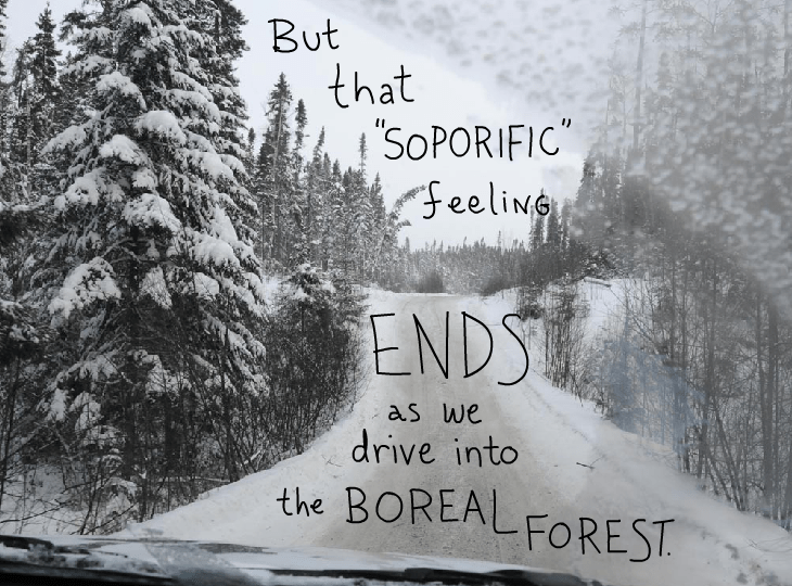 But that soporific feeling ends as we drive into the Boreal Forest But that soporific feeling ends as we drive into the Boreal Forest, photo illustration by Franke James