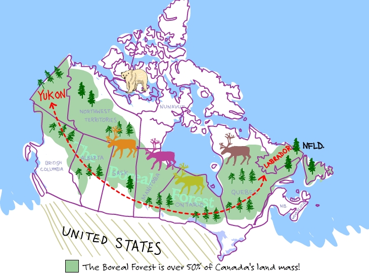 Boreal Forest map shows it stretches from the Yukon to Labrador and takes up more than 50 per cent of Canada's land mass Boreal Forest map, illustration by Franke James