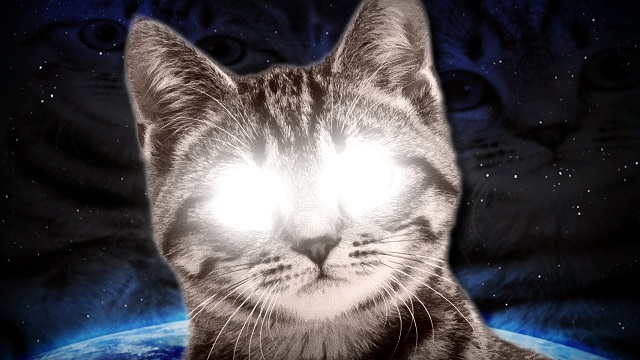 Siberian witch buys psychic cat in Russia
