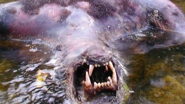 Fishermen discover werewolf corpse in river