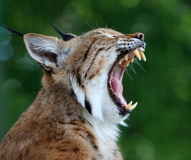 Ferocious skin-walker found in the wilderness