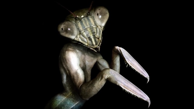 Encounters of the Mantis Men
