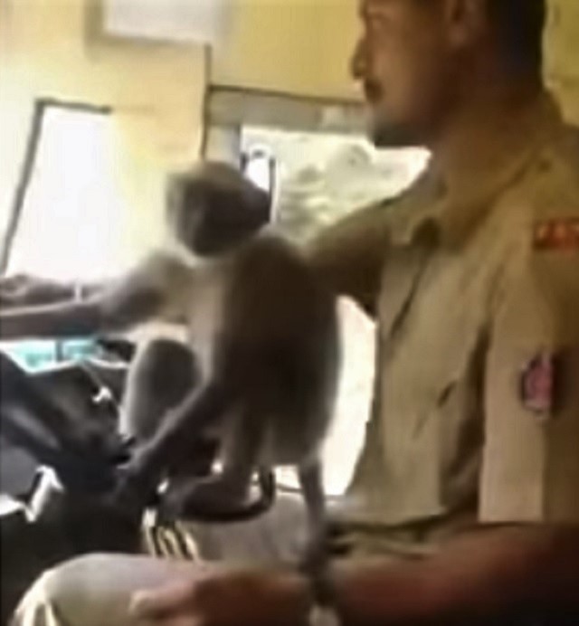 Driver Suspended After Monkey Drives Bus