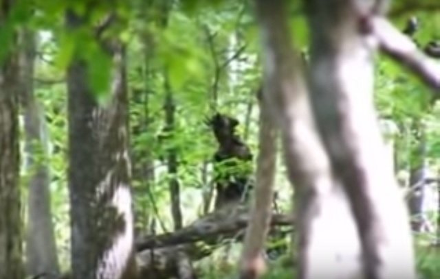 Unsettling Dark Figure Recorded In Tennessee Forest