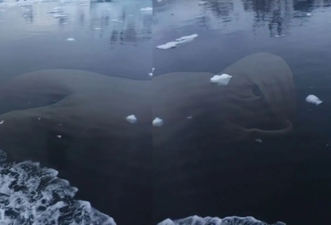 Enormous Alien Creature Captured By Google Earth