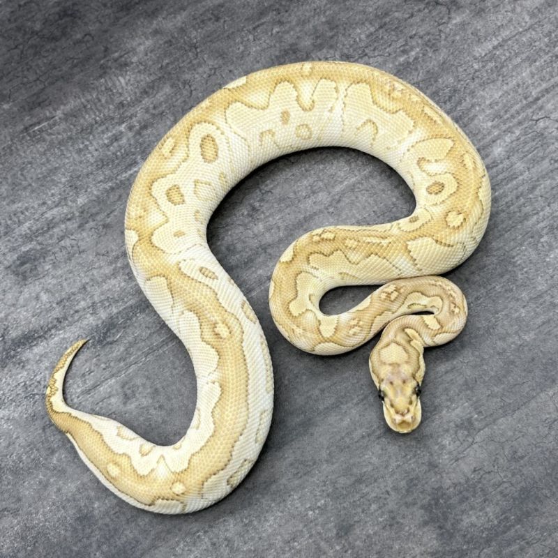 Lesser Clown Ball Python - Download Ultra HD Minimal Design | Desktop
