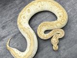 Leeser Freeman Ballpython