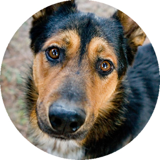 If your pet is ever lost or stolen, smarttrace™ gives you the best chance of finding them. Free Pet Microchip Registry