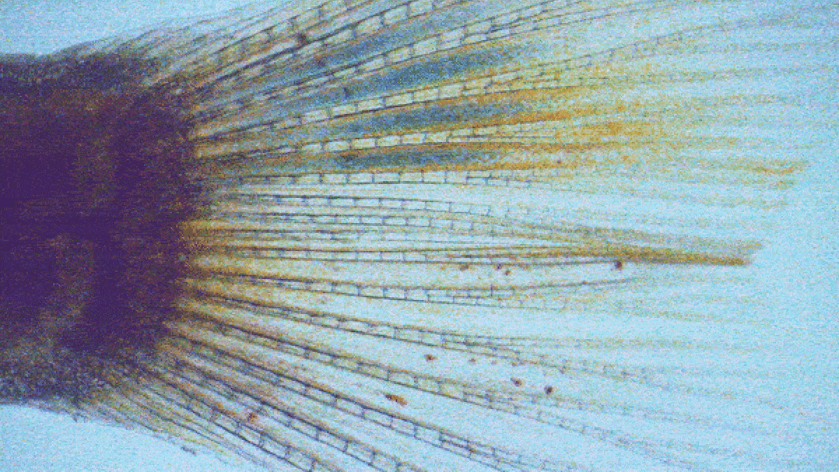 a gif of a fish tail with dark lines appearing under the skin