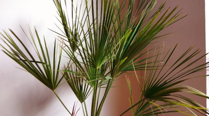 Die Beliebtesten 15 Palmenarten Palmen Fur Zuhause Gartenlexikon De