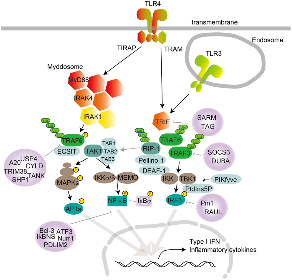 Find show info, videos, and exclusive content on a&e. Frontiers | Toll-Like Receptor Signaling Pathways | Immunology