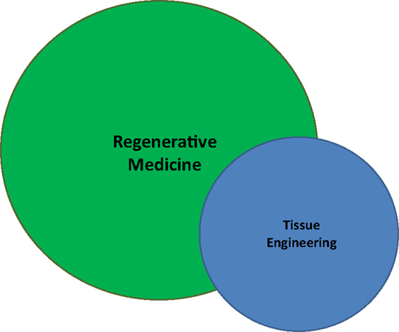 Frontiers Tissue Engineering And Regenerative Medicine
