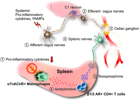 This system regulates many automatic bodily processes, and it usually operates outside of your awareness. Frontiers The Gateway Reflex A Novel Neuro Immune Interaction For The Regulation Of Regional Vessels Immunology
