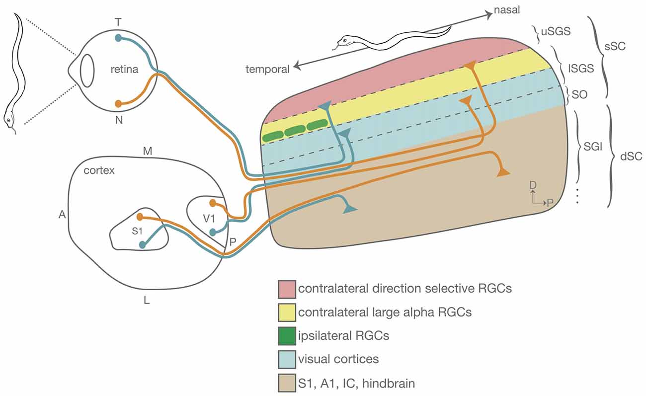 Frontiers The Mouse Superior Colliculus An Emerging Model