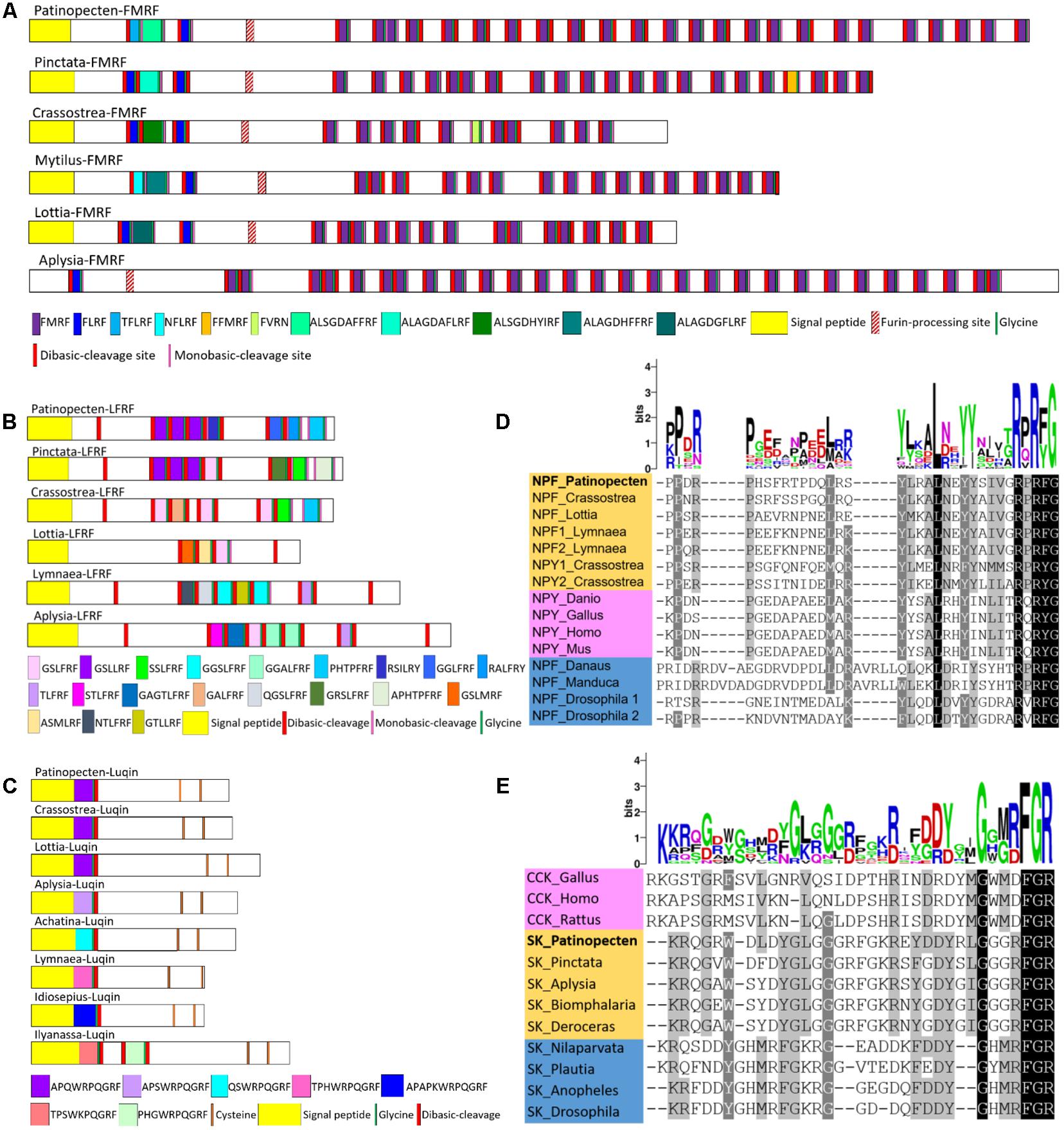 Why is the endocrine system important? Frontiers Identification And Characterization Of Neuropeptides By Transcriptome And Proteome Analyses In A Bivalve Mollusc Patinopecten Yessoensis Genetics