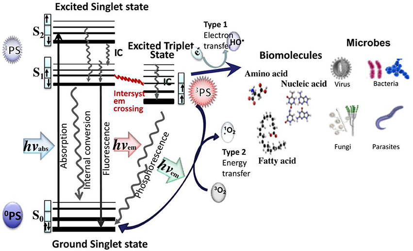 Frontiers Antimicrobial Photodynamic Therapy To Control Frontiers Antimicrobial Photodynamic Therapy To Control