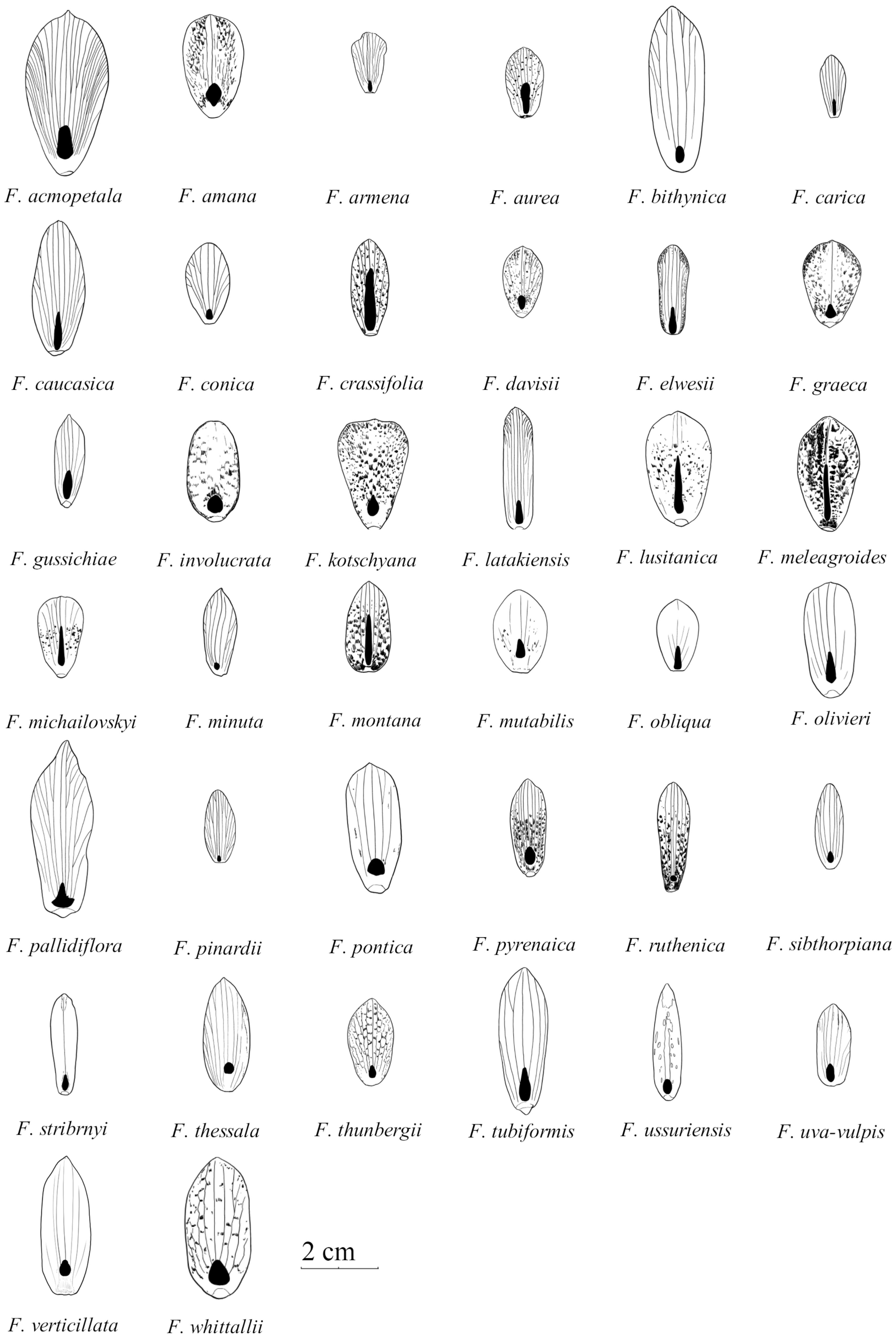 Frontiers Functional Diversity Of Nectary Structure And Nectar