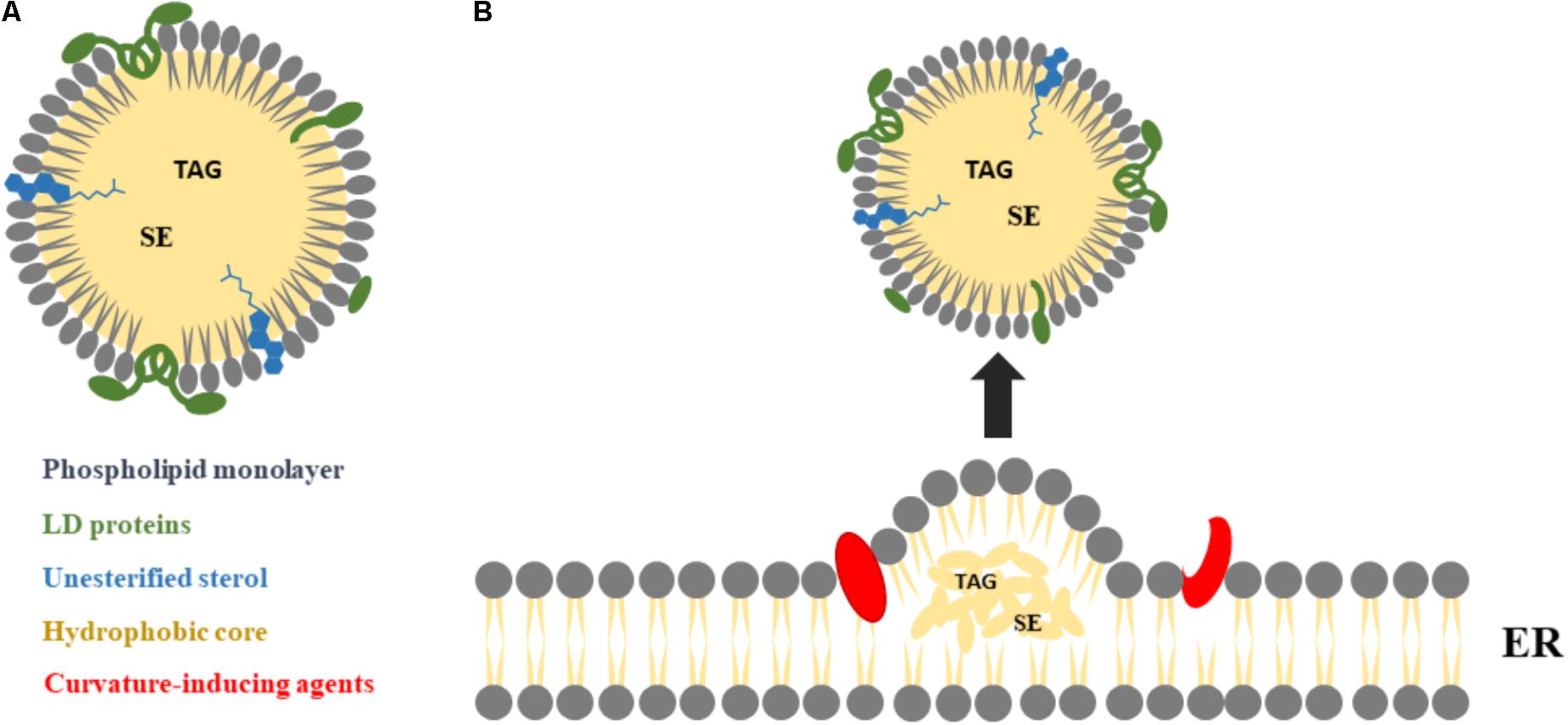 Reset help hydrophilic (polar) head phosphate group glycerol 0 double bond organic group hydrophobic ( . Frontiers Methods For Lipid Droplet Biophysical Characterization In Flaviviridae Infections Microbiology