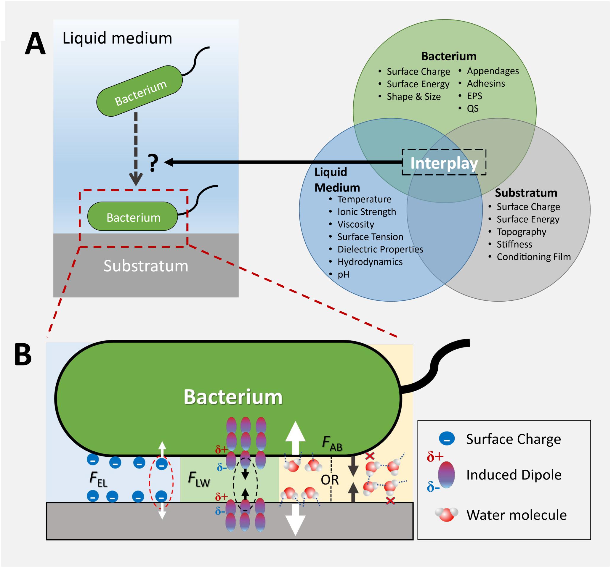 Frontiers Micro And Nanotopography Sensitive Bacterial