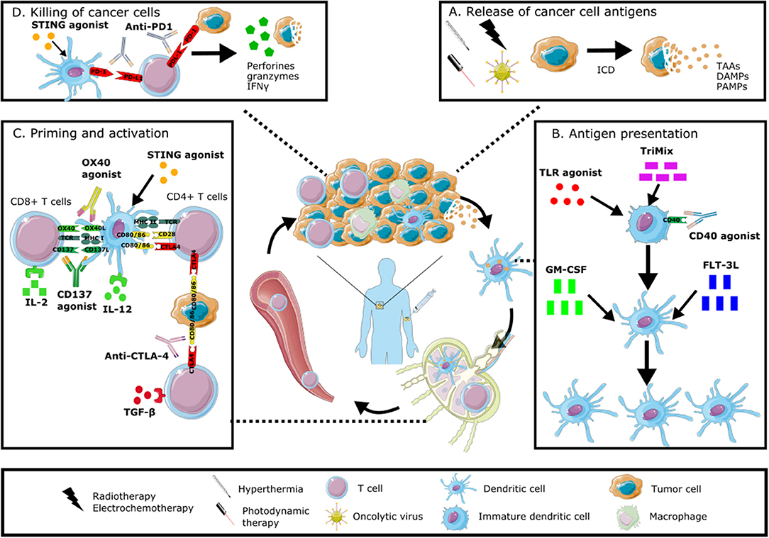 Frontiers Immunomodulation Of The Tumor Microenvironment Frontiers Immunomodulation Of The Tumor Microenvironment