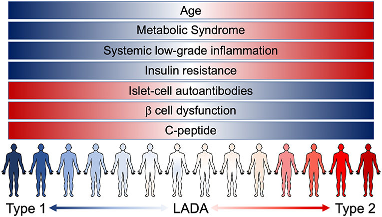 Frontiers Type 2 Diabetes How Much Of An Autoimmune