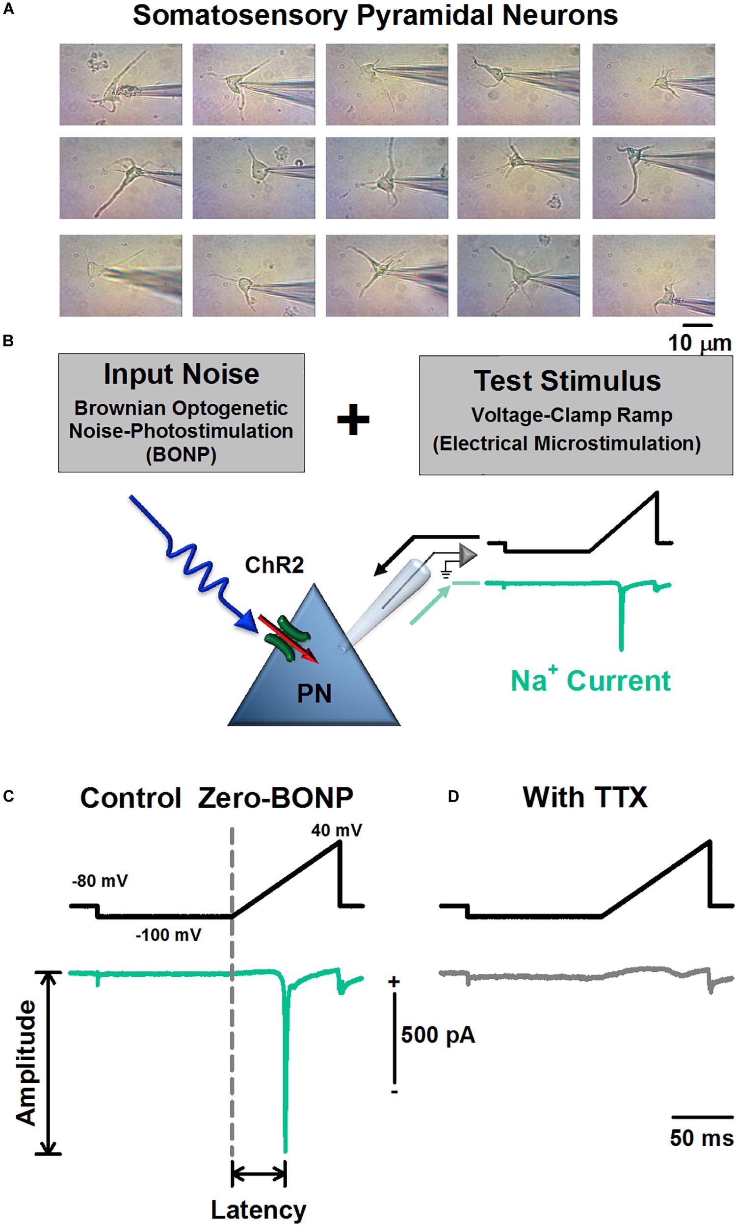 pics Somatosensory Neurons Are Most Sensitive To Which Type(S) Of Stimulus optogenetic transgenic mice
