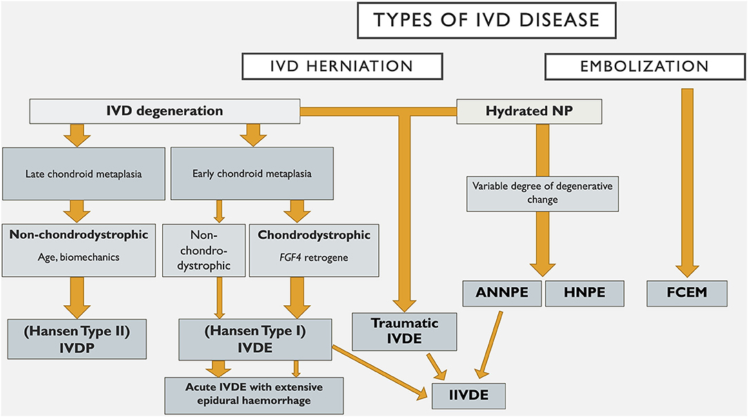 Understanding Intervertebral Disc Disease in Dachshunds: Vet Insights & Tips
