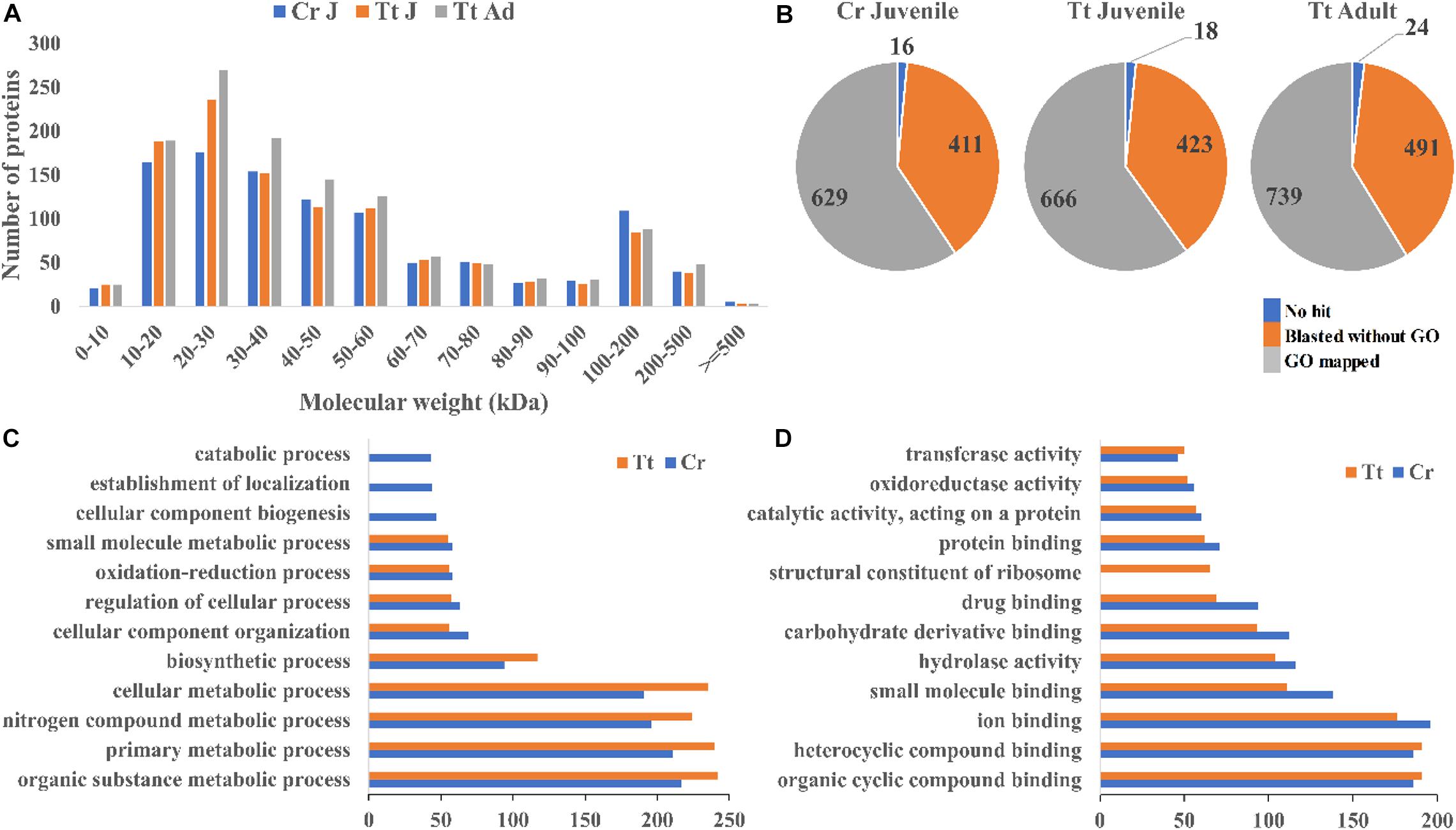 Frontiers Hemolymph Proteomics And Gut Microbiota Of Horseshoe Crabs Tachypleus Tridentatus And Carcinoscorpius Rotundicauda Marine Science