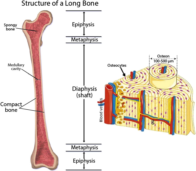 Bone broth is trendy — and for good reason. Frontiers Current Developments In 3d Bioprinting For Tissue And Organ Regeneration A Review Mechanical Engineering