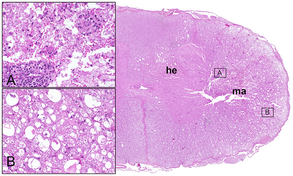 Understanding Intervertebral Disc Disease in Dachshunds: Vet Insights & Tips