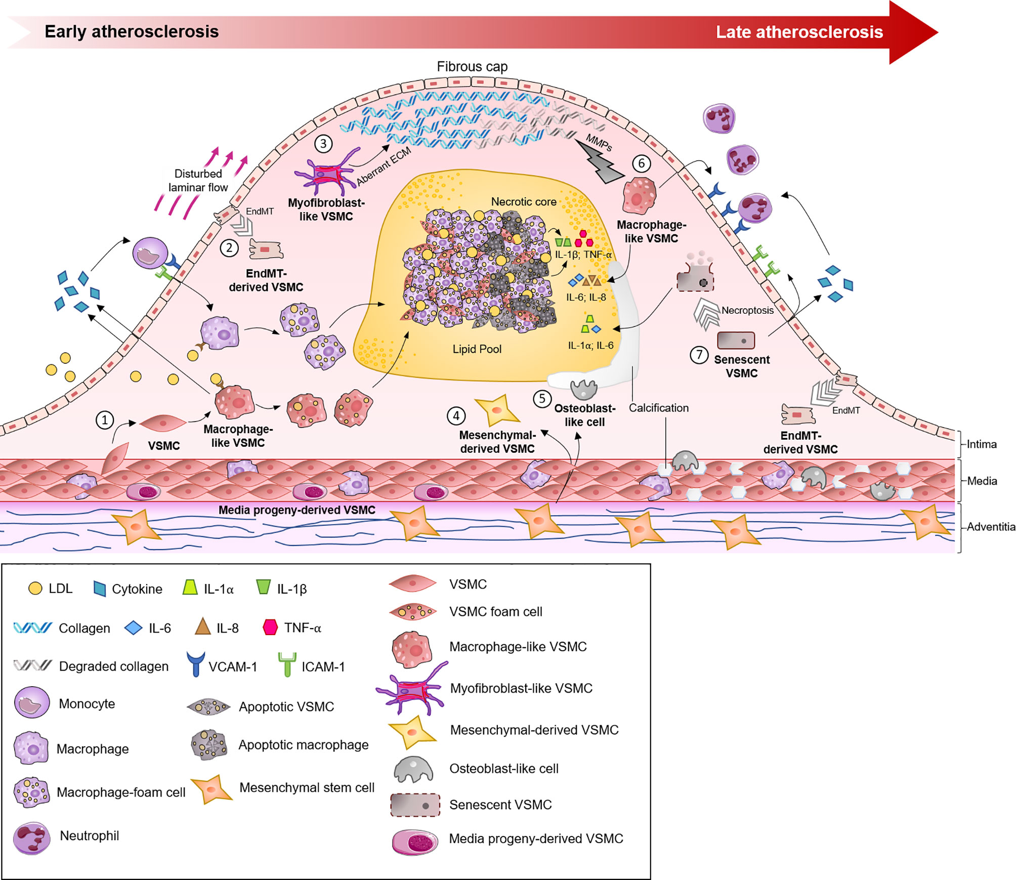 Webopedia is an online dictionary and internet search engine for information technology and computing definitions. Frontiers Role Of Vascular Smooth Muscle Cell Plasticity And Interactions In Vessel Wall Inflammation Immunology